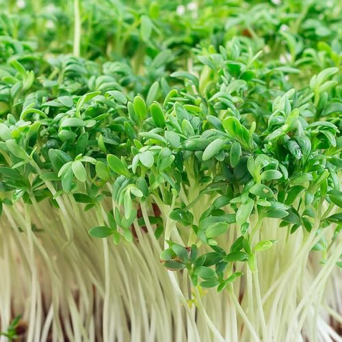 PREMIER SEEDS DIRECT - CRESS Plain/Curled/Common - 75GM - Approx 30 000 Seeds