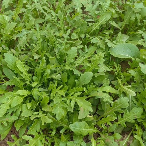semi di rucola resistente - selvatici di vecchie varietà da balcone 1000pcs