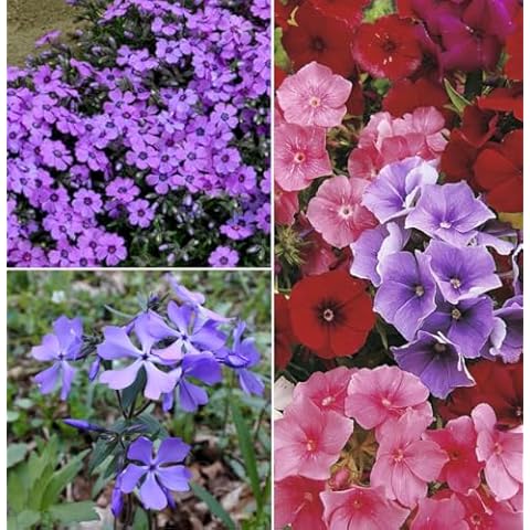 200+ Bright Mixed Color Annual Phlox Flower Seeds Flowers Gardens Spring Blooms Heirloom Non-GMO Cover