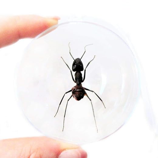 Real Camponotus Gigas Bullet Ant Malaysia Christmas Ornament Gift