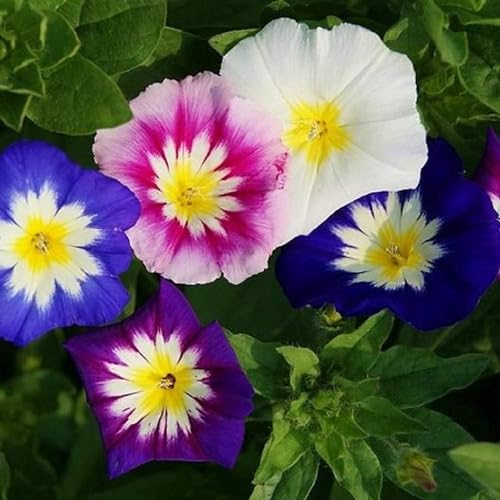 Morning Glory Dwarf Mix, Easy to Grow, Containers, Trellis, Butterfly