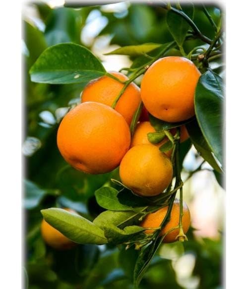 Image of GreenWorld Special Nagpur Orange /Komla Lemon (Pack Of 1 / Guti Kolom) Live Plant,Healthy & Air Layered Plant,''Fruit After 3 to 6 Month''
