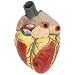 Axis Scientific Large Human Heart Model, 3X Life-Size, 3-Part Numbered Anatomical Heart Illustrates 34 Internal Structures, Magnetically Connected, Includes Product Manual, 3 Year No Hassle Warranty