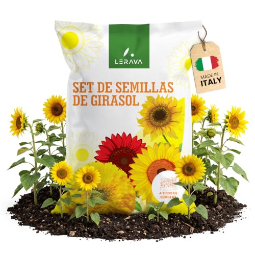 LERAVA® Semillas de Girasol (Set) - Cuatro Variedades - Crecimiento Fácil - Colores vivos y flores hermosas - Semillas girasol para plantar - Girasoles naturales