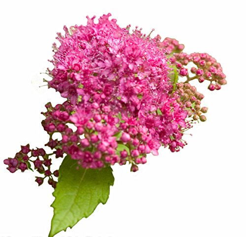 Double Play Gold Spirea (Spiraea) Live Shrub, Pink Flowers With Green And Yellow Foliage, 4.5 In. Quart #TOP4
