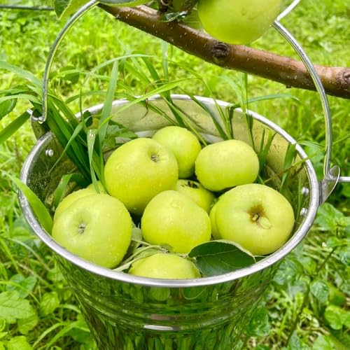 Apple Seeds, Ornamental Fruit Display, Seasonal Garden Interest, Non-Edible Landscape Accents 50pcs