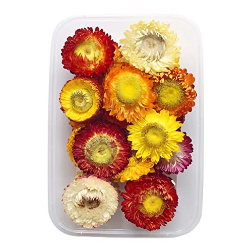 Set Accesorios Flores Secas para Manualidades 17X12X4cm