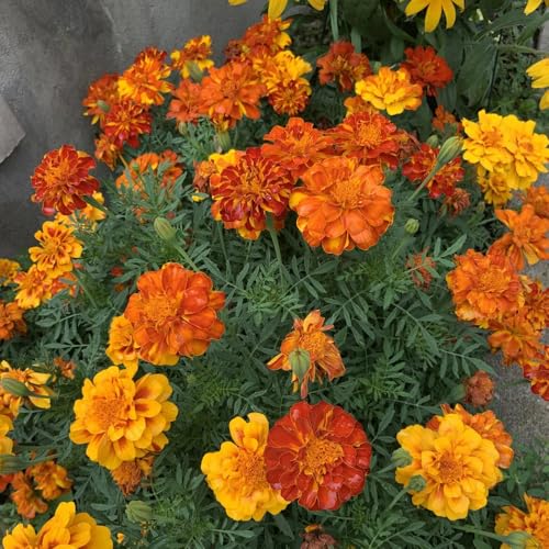 semillas de caléndula caléndula perenne resistente Macizo, exóticas resistentes de silvestres, para bancales elevados, 1200pcs