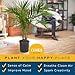 Costa Farms Majesty Palm Tree, Live Indoor Plant Potted in Grower Pot, Tropical Houseplant in Potting Soil, Patio Home Decor or Room Decor, Housewarming, 3-4 Feet Tall