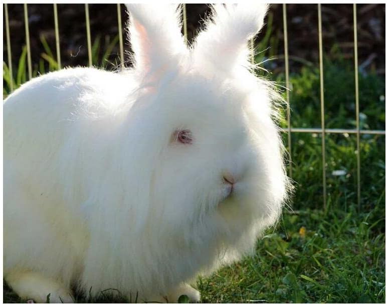 Amazon Co Jp アンゴラウサギの動物 0の木製ジグソーパズル 安全で無毒でエキサイティングなクリエイティブな大きなジグソーパズルdiyギフト壁の装飾 おもちゃ