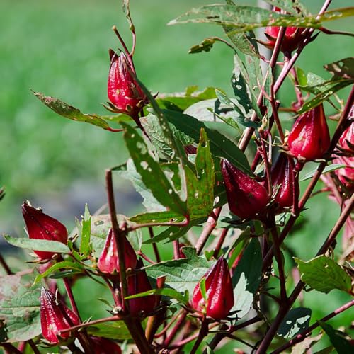 Hibiscus sabdariffa orgánico elevadas de cocina y balcón silvestres, de interior purificadoras del aire, culinarias raras, decorativas semillas 60semillas