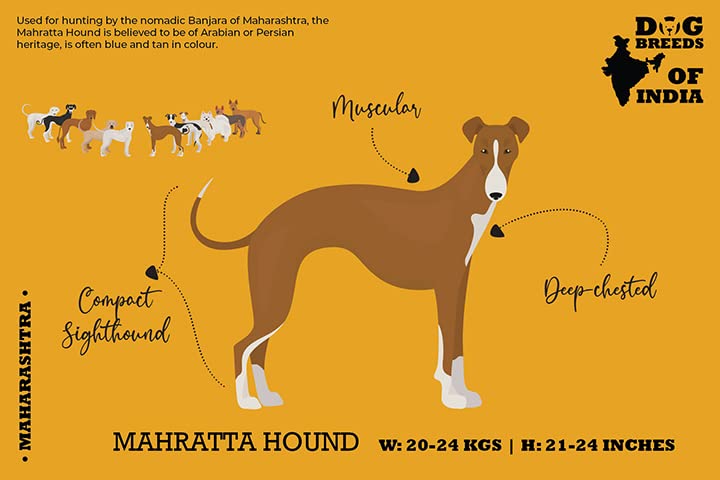 Dog Breeds of India - 12 Illustrated Postcards (B09VG51L64) Amazon Price History, Amazon Price Tracker