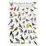 Where's Wildlife Backyard Birds of South Carolina Bird Identification Poster (8' x 12')