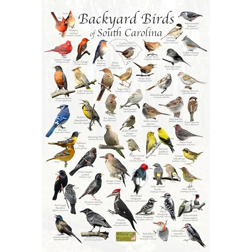 Where's Wildlife Backyard Birds of South Carolina Bird Identification Poster