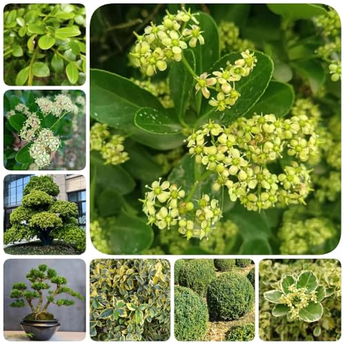 Semi di bosso - rare Buxus sinica - prodotti sostenibili resistenti arbusti fioriti resistenti decorazione da giardino per esterni per il giardino perenni 300pcs