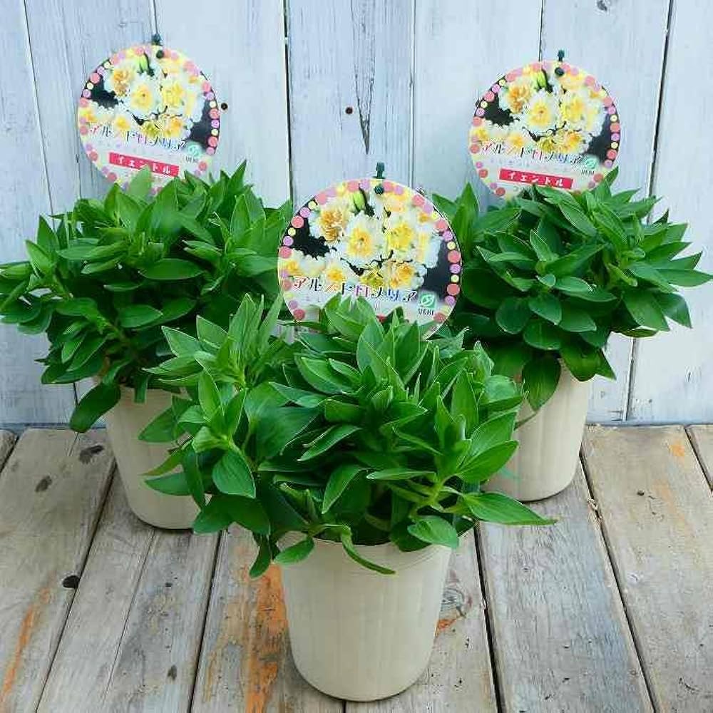 アルストロメリア苗 楽天市場】予約販売 アルストロメリア 苗 フラミンゴ 10.5cm