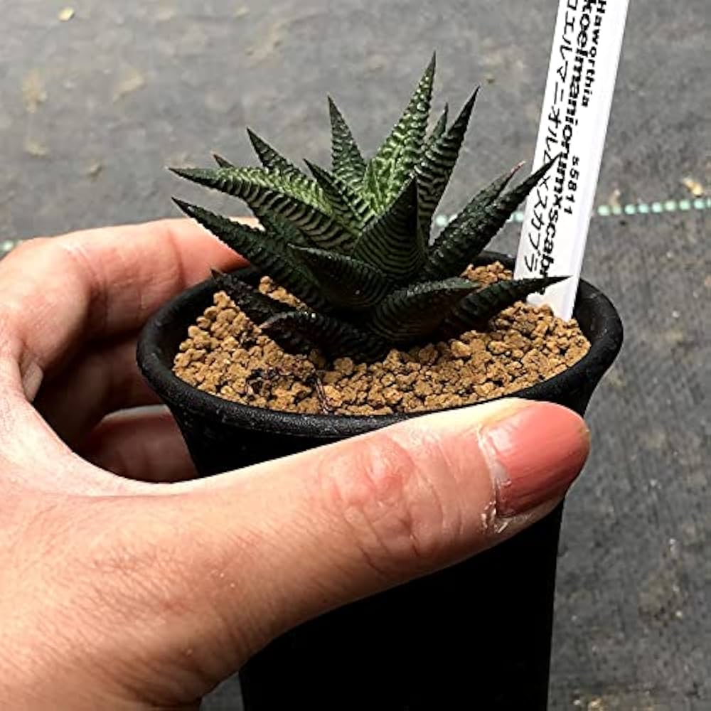 Amazon.co.jp: 多肉植物：ハオルチア コエルマニオルム×スカブラ