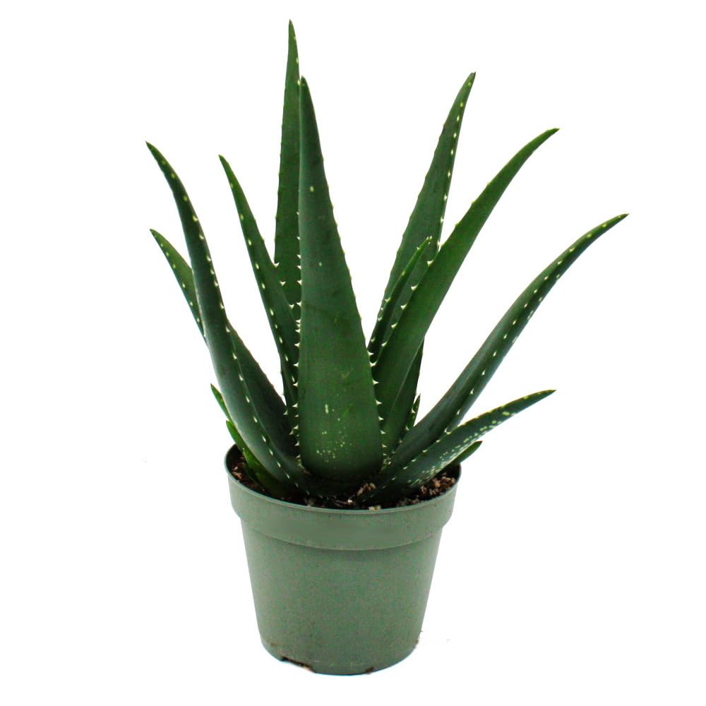 agave sirup Jakobsens Organic Light Agave Sirup 350g
