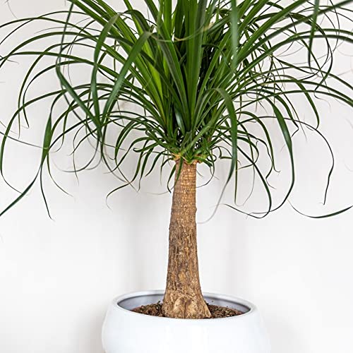 SMPLY | Beaucarnea Recurvata o Pata de elefante | Compra plantas de interior online – SMPLY PLANTS
