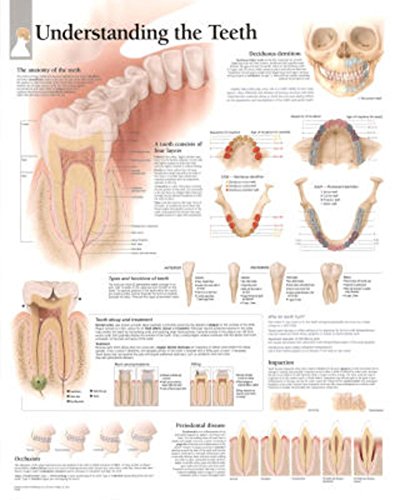 Understanding The Teeth chart: Laminated Wall Chart