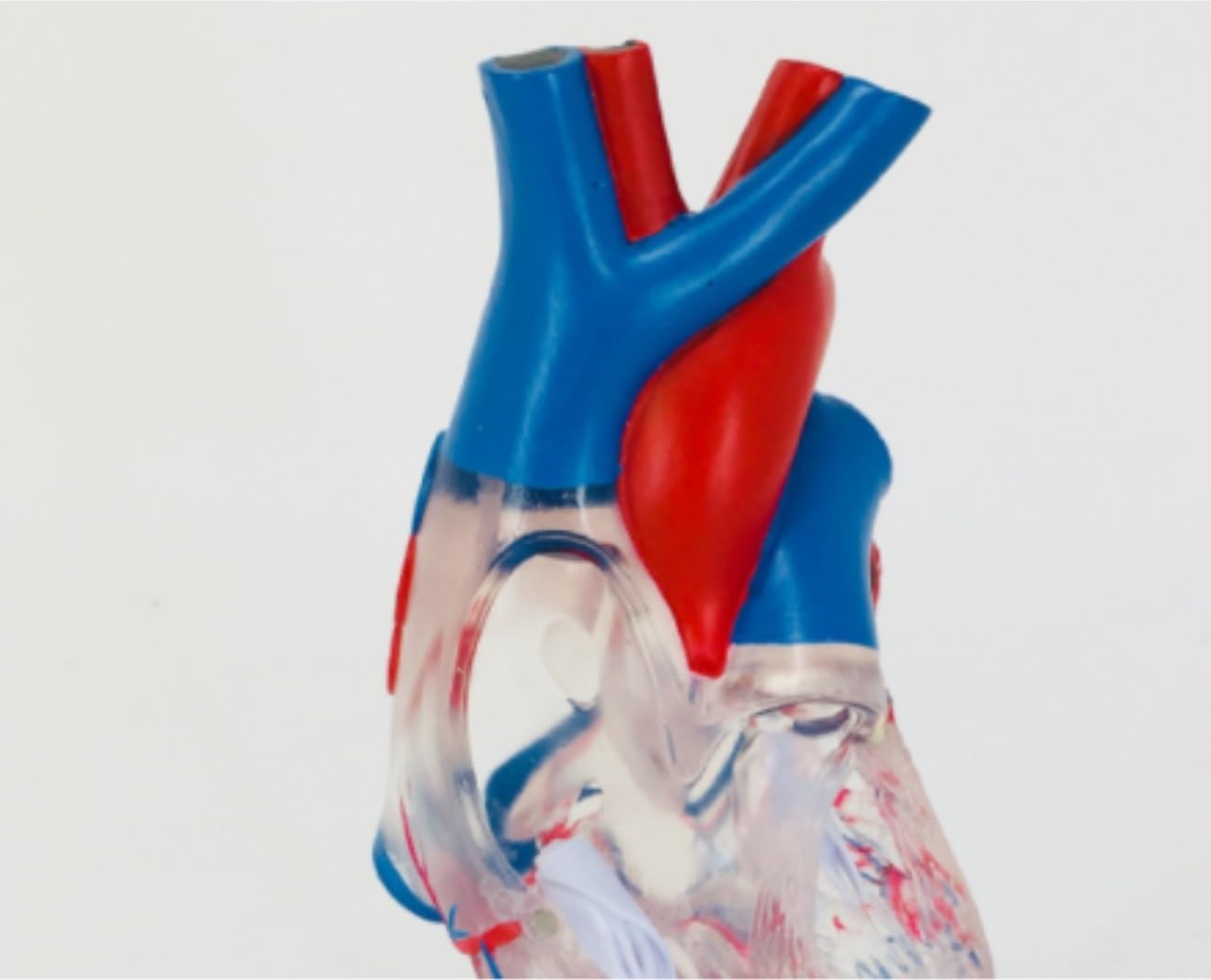 Maniquí de Cuerpo Humano Transparente, Modelo de anatomía del corazón Humano, recursos didácticos de Ciencias médicas, Esqueleto Humano, Modelo de órgano Humano