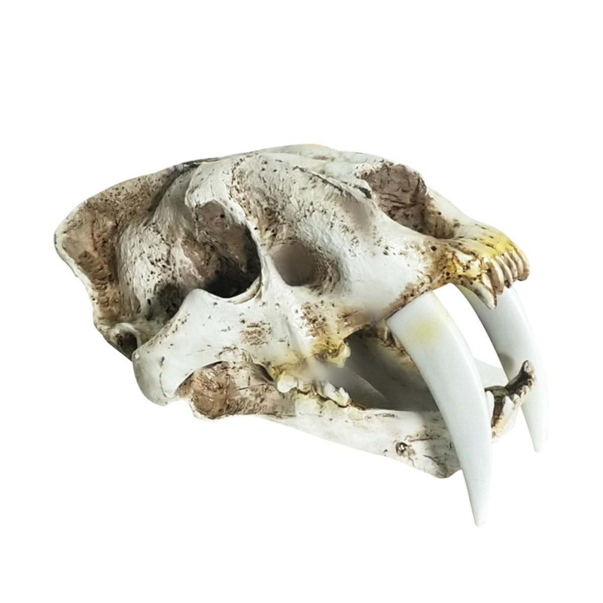 Yardenfun Scultura Teschio di Tigre Dai Denti a Sciabola in Resina