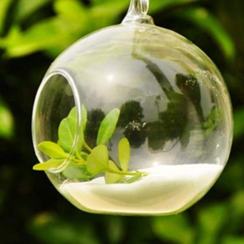 Jotekonoby Sukkulenten-Terrarium – Hängende Glaskugel, 8 Cm, Borosilikatglas, Für Pflanzen & Deko