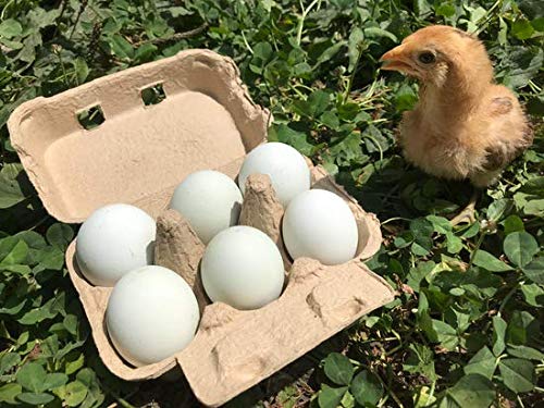Amazon | タナカファーム 平飼い有精卵 アローカナ 6個入り 2パック