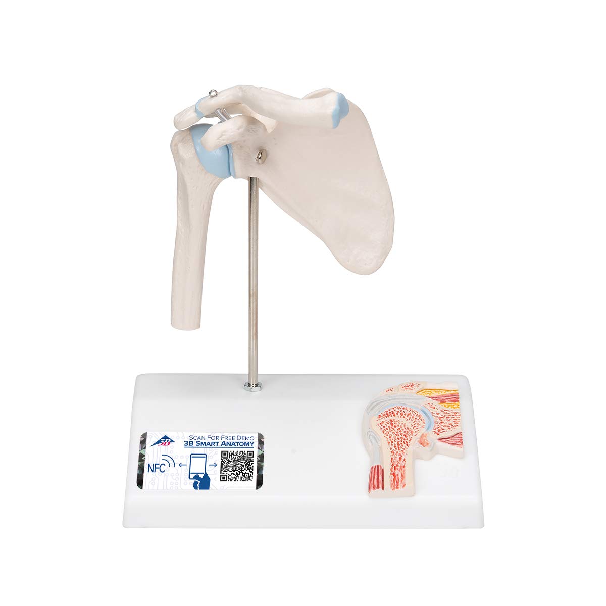 3B Scientific A86/1 Mini Articolazione della Spalla con Sezione Trasversale, su Base + software gratuito di anatomia - 3B Smart Anatomy