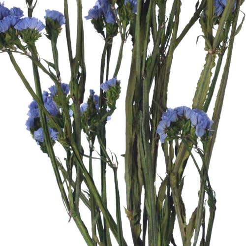 Fleur statice bleu clair bouquet de fleurs séchées naturelles de 49,5 cm