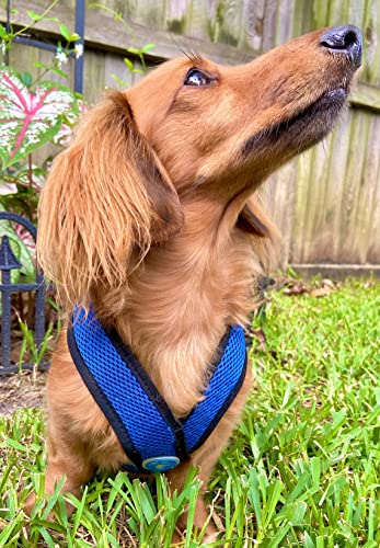 Gooby Comfort X Step In Harness - Blue, Medium - No Pull Small Dog Harness Patented Choke-Free X Frame - Perfect On The Go Dog Harness For Medium Dogs No Pull Or Small Dogs For Indoor And Outdoor Use #TOP4