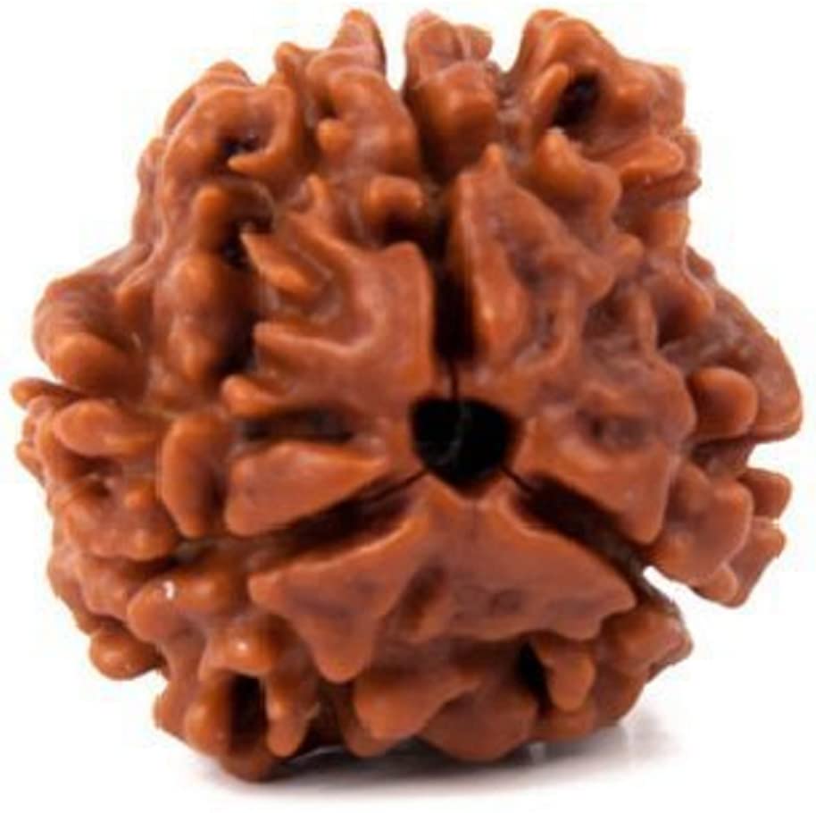 3 mukhi Rudraksha Natural Quality Bead Original, Certified Rudraksha for Men and Women, Color Brown