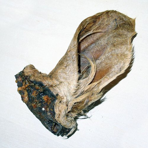 Larsson | Barfissimo - Rinderohr mit Muschel und Fell