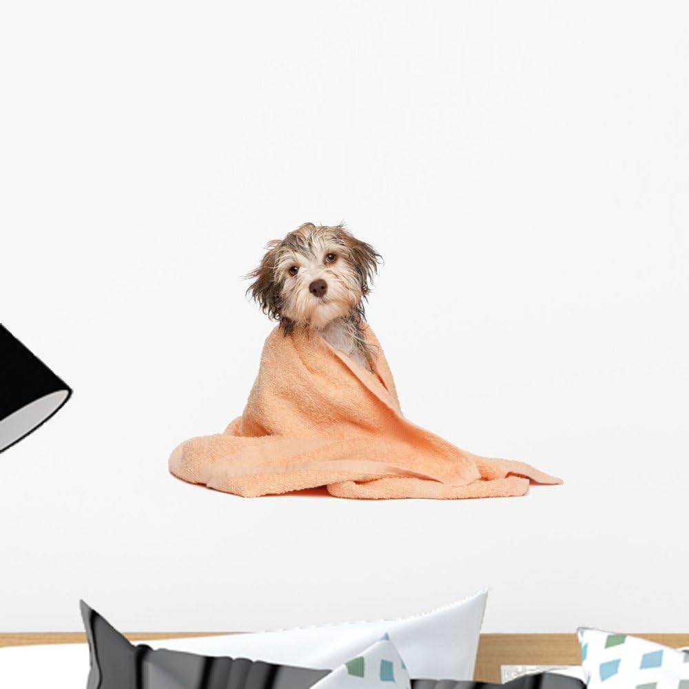 Wallmonkeys WM294903 Wet Chocolate Havanese Puppy After Bath Peel and Stick Wall Decals, 18" W x 13" H-Small
