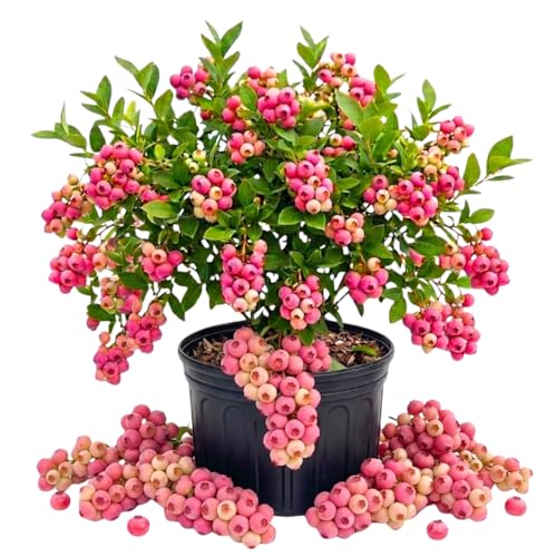 Live Pink Lemonade Blueberry Plant for Growing 1 Feet Tall in 1 Gallon Pot Blueberry Bush Sweet Edible Fruit Ready to Grow No Ship to CA