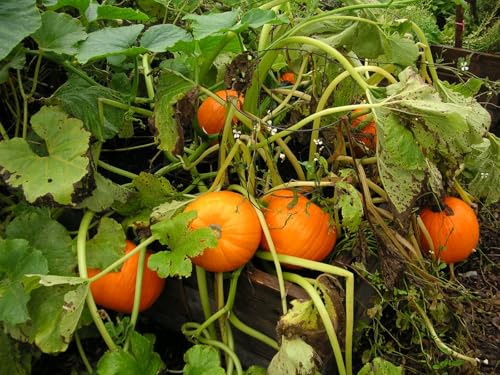 TomorrowSeeds - Mini Mix Pumpkins Seeds - 30+ Count - for 2025 Planting White Orange Mix Baby Boo, Jack- Be-Little, Wee-B-Little Untreated Squash Vegetable Grow Your Own Home Farm Patio Healthy TomorrowSeeds - Mini Mix Pumpkins Seeds - 30+ Count - for 2025 Planting White Orange Mix Baby Boo, Jack- Be-Little, Wee-B-Little Untreated Squash Vegetable Grow Your Own Home Farm Patio Healthy