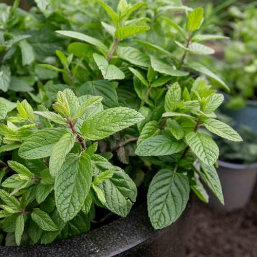 Marshalls Garden Mint Plant Garden Hardy Fragrant Perennial for Pots and Beds 3 Plug Plants