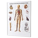 Sport-Tec Gefäßsystem des Menschen Relieftafel Anatomie 74x54 cm medizinische Lehrmittel