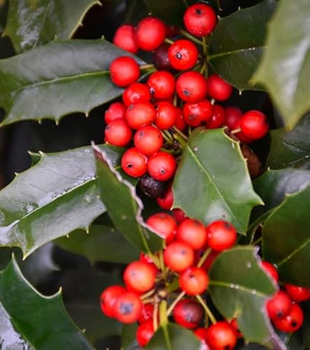Nellie R. Stevens Holly Shrub - 6-12" Tall Live Plant
