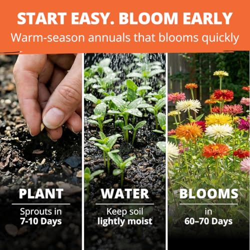 Image of HOME GROWN Cactus Mix Zinnia Seeds, 1300 Seeds (650 Seeds, 2 Pack), Zinnia elegans