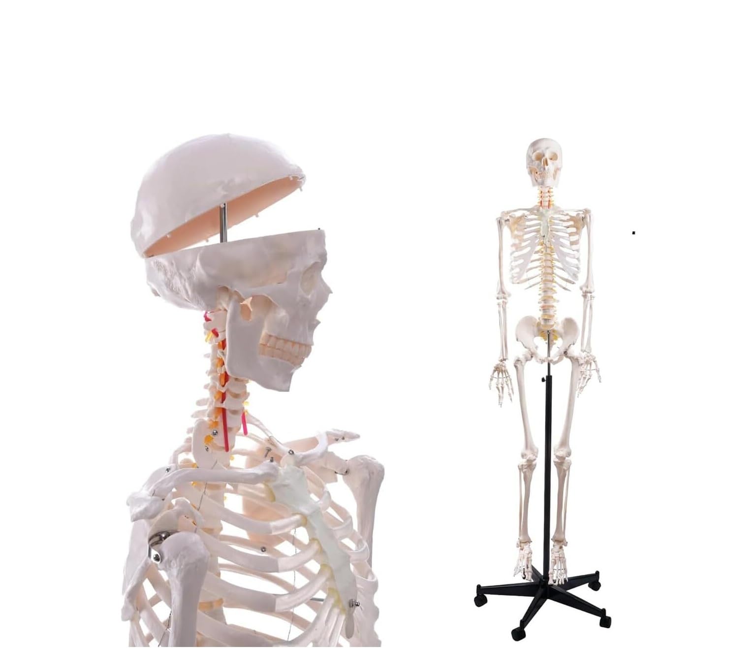 Lebensgroßes menschliches Skelettmodell 180 cm – 1 Stück
