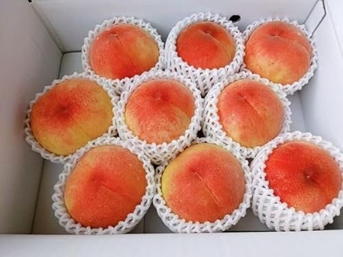 �� �y�����K�j�_���z ���� �쒆�� 3kg 9�`12�� �����p �v���[���g������ �s8/���{�`8/���{�̏o�ׁt