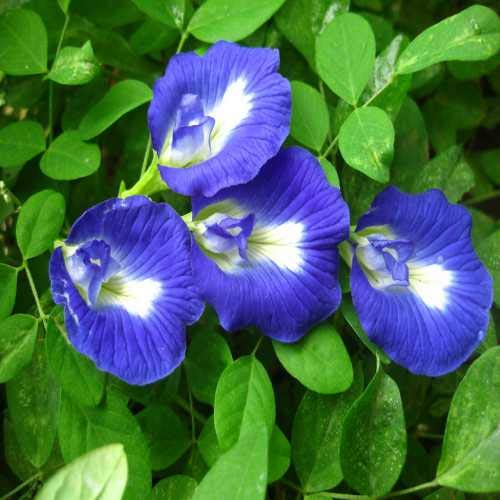 Gardenkraft Aparajita Blue 10 Seeds | Aparajita Flower Seeds | Aparajita Plant Seeds (B09K5DHC9Y) Amazon Price History, Amazon Price Tracker