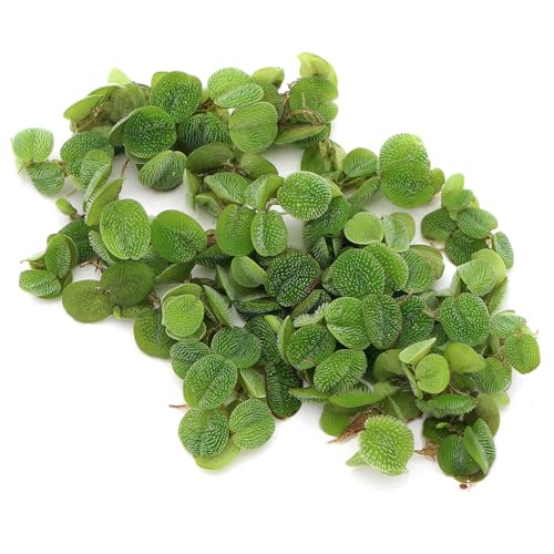 Salvinia Natans Floating Live Plant Natural Aquatic Decoration for Aquariums