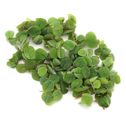 Salvinia Natans Floating Aquatic Plant