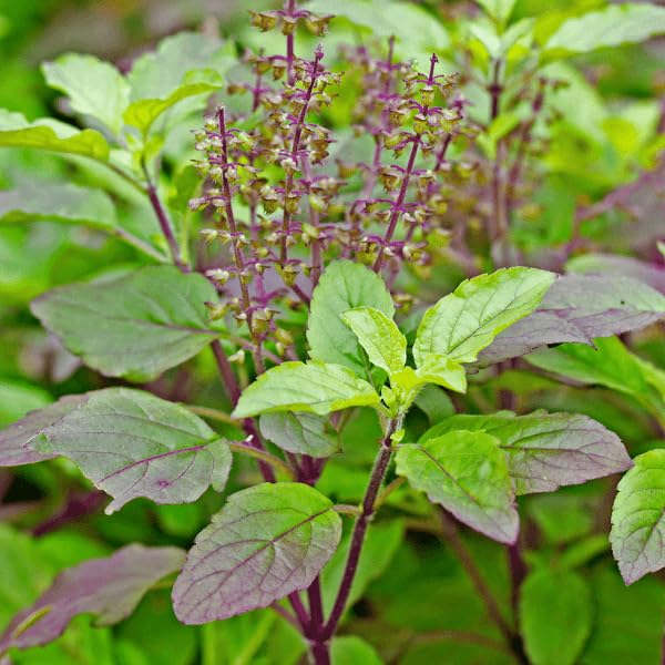 Black Krishna Tulsi Seeds for Home Planting-(20 Seeds)