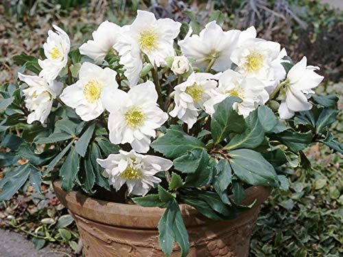 Amazon | 【クリスマスローズ ダブルファンタジー 八重咲きニゲル種