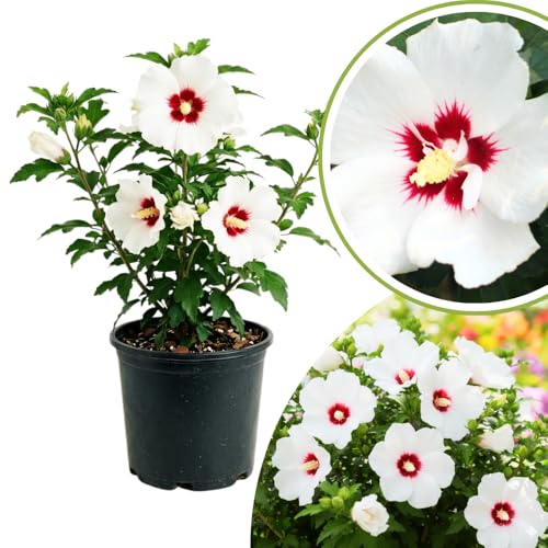 Althea Rose of Sharon Plants Live Flowering Althea Red and White Hibiscus Syriacus Plant for Outdoor Landscaping 2 to 6 Inches Tall