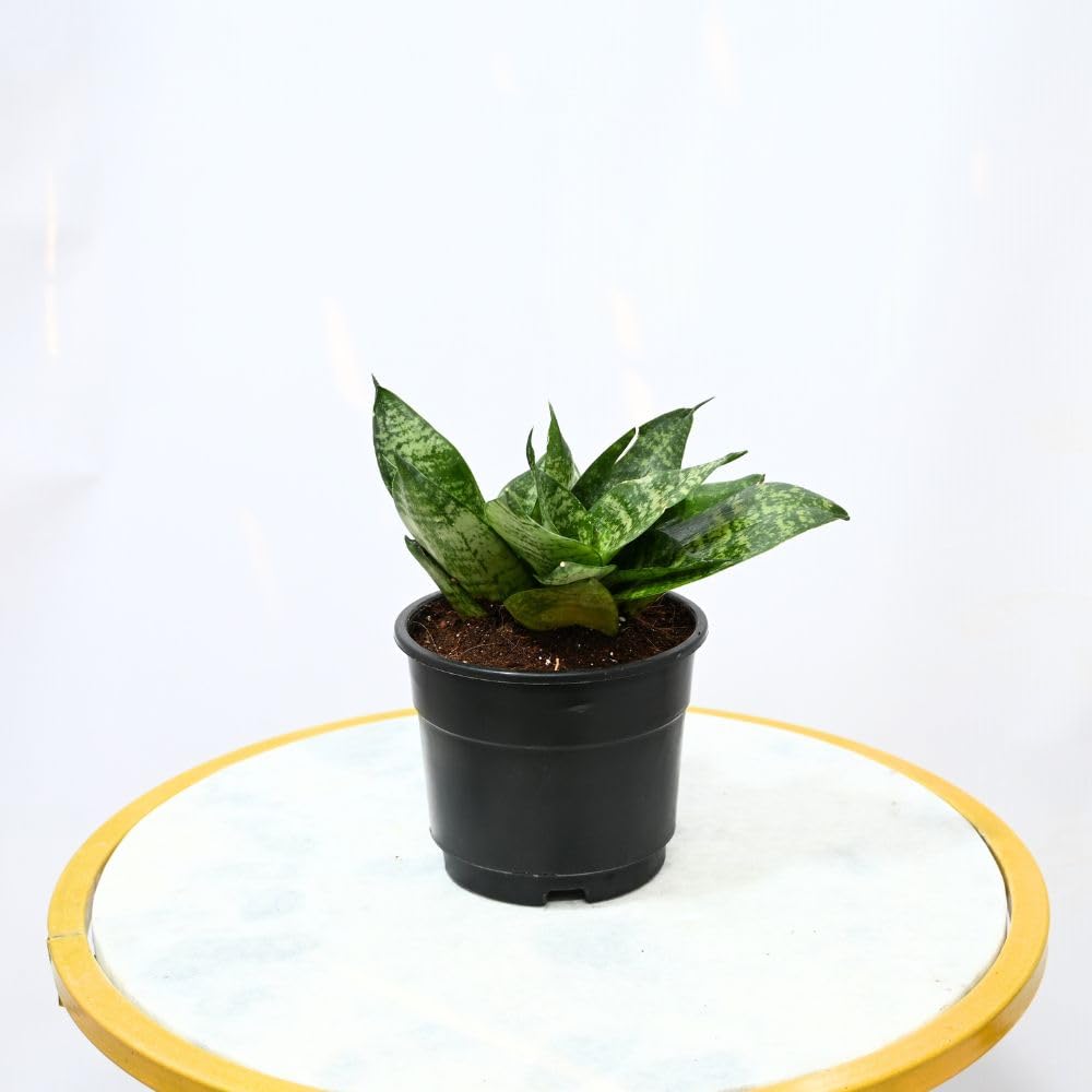 Nayra Money Plant - Green Indoor Plant with Pot -11 Nayra Money Plant - Green Indoor Plant with Pot -11