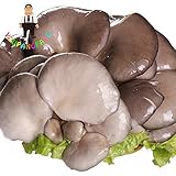 Ponak nuevas 100 PC semillas vegetales Pleurotus de la seta para la jardinería hermosa snuf